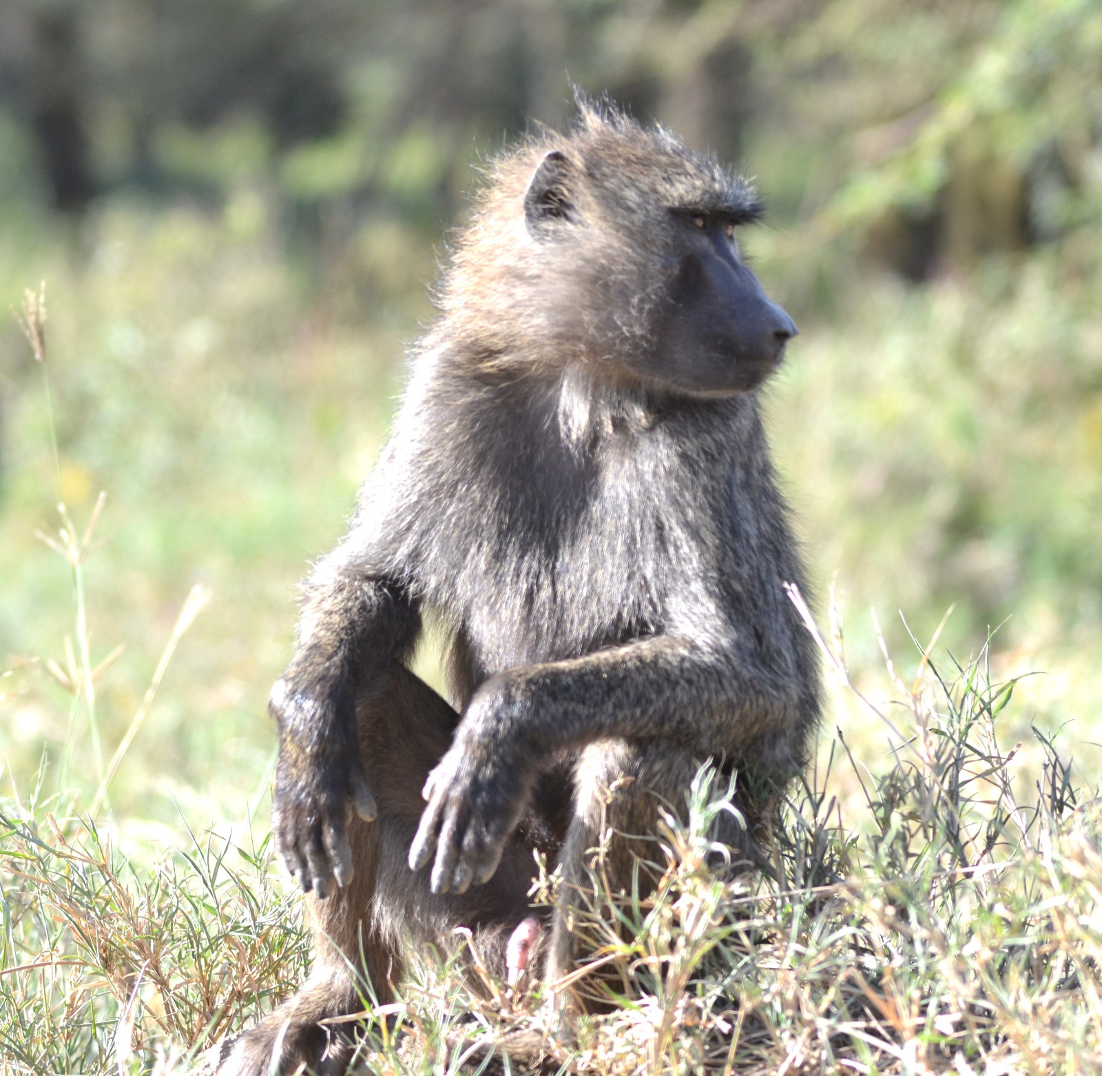 CHIMPANZEE & GAME – 07 DAYS