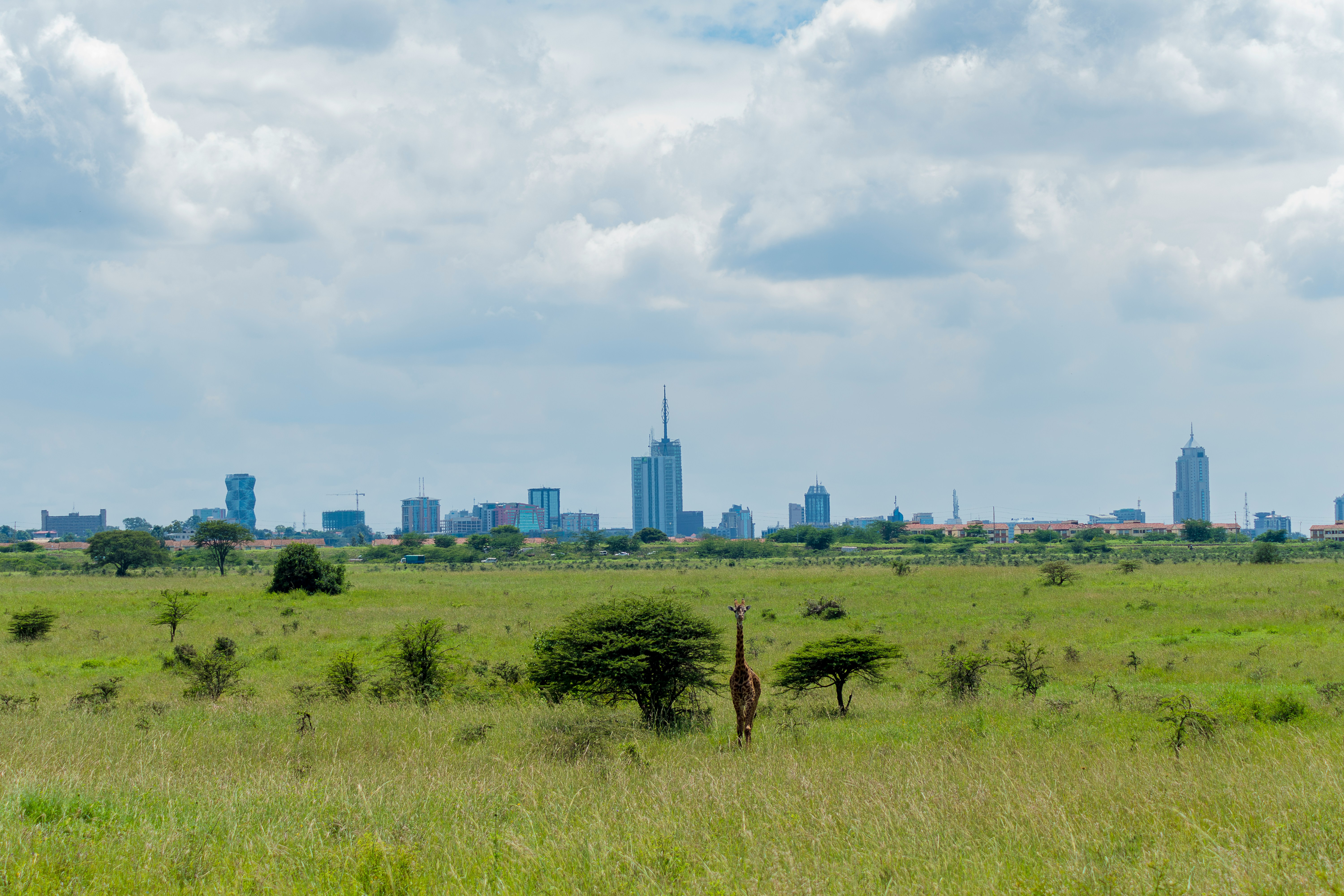 Nairobi National Park Safari