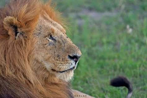 Zebras in Masai Mara