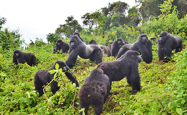 Bwindi Impenetrable National Park