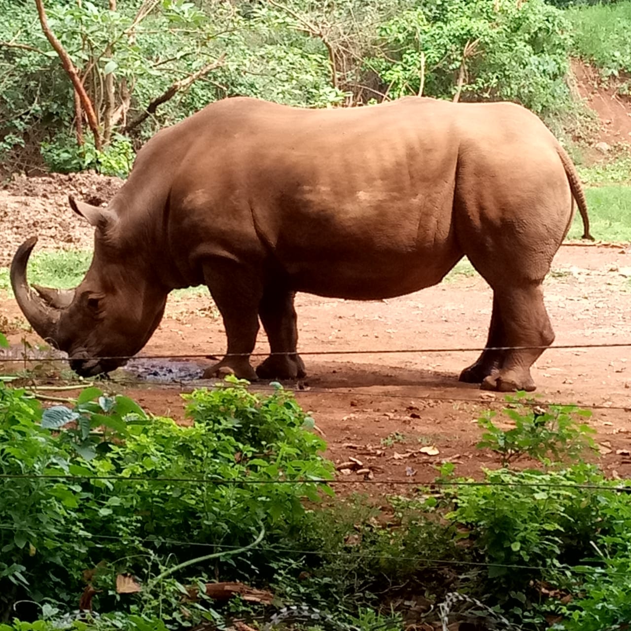 Sunset over savannah