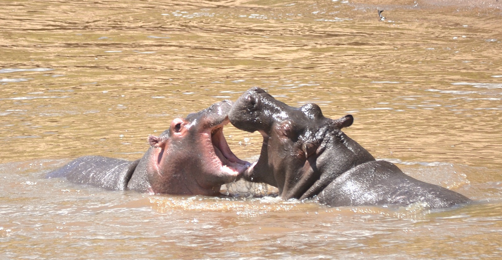 MALAWI LAKE & WILDLIFE – 09 DAYS