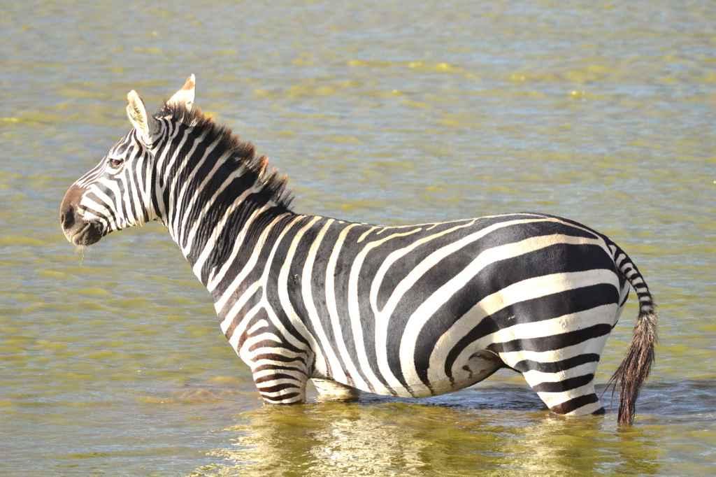 Luxury tent exterior