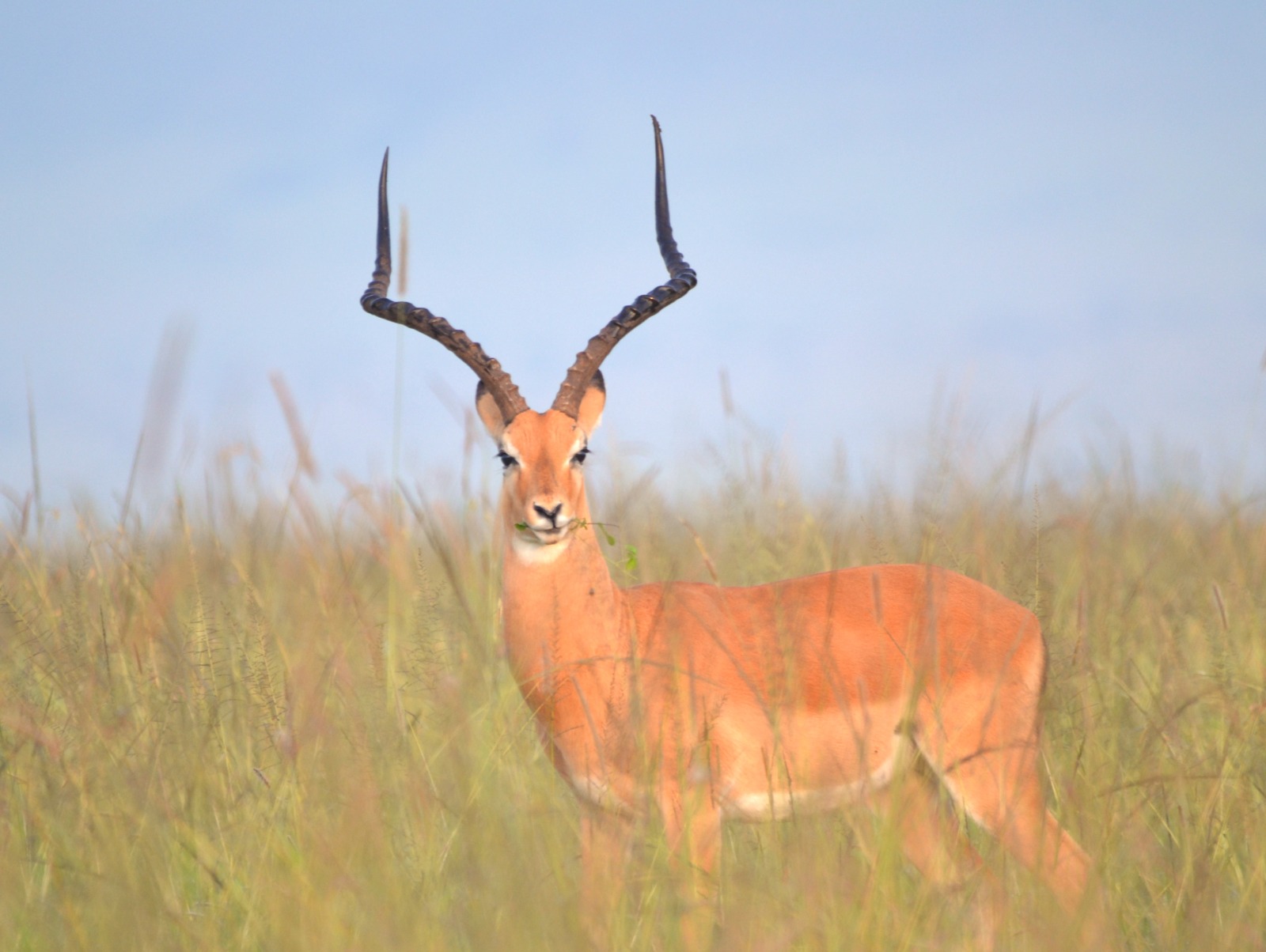 Safari guide teaching