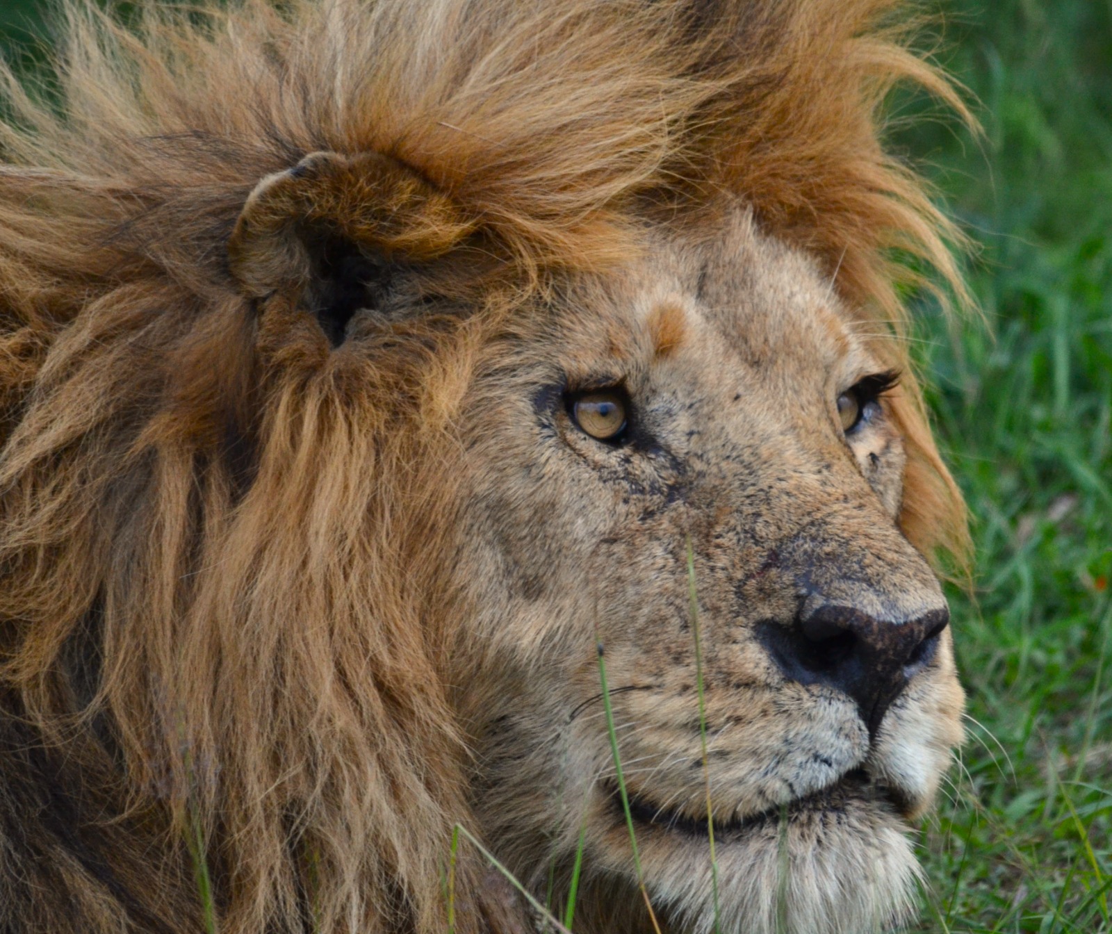 Cultural performance