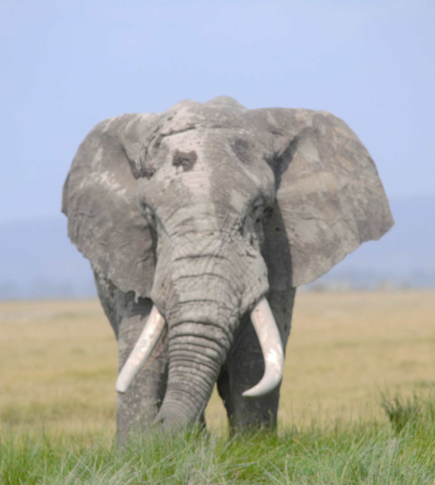 Safari vehicle crossing