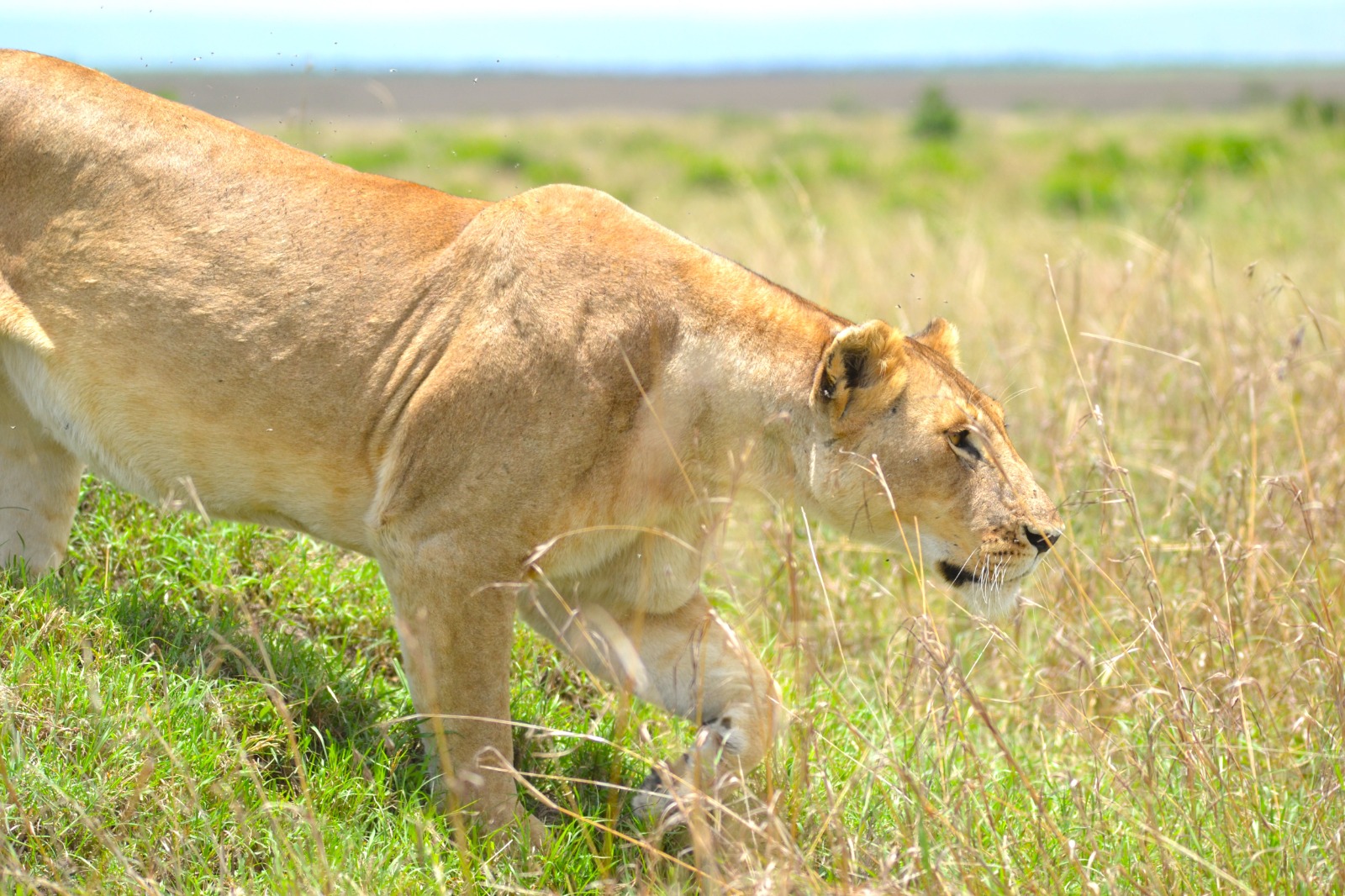 Safari camp interior